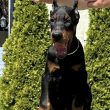 Doberman kiskutyák eladók