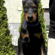 Doberman kiskutyák eladók