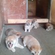 Shiba inu kiskutyák eladók