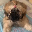 Shih Tzu kölykök, szukák, FCI 