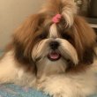 Shih Tzu kölykök, szukák, FCI 