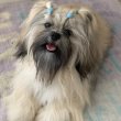 Shih Tzu, fiú, fci