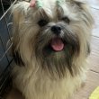 Shih Tzu, fiú, fci