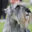 Közép Schnauzer kiváló kiskutyák eladók