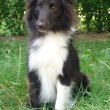 Sheltie (Shetlandi juhász) szuka eladó