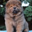 Törzskönyves vörös chow chow (csau csau) szuka