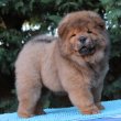 Törzskönyves vörös chow chow (csau csau) szuka