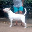 Bullterrierr  7 hónapos kan eladó 