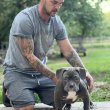 American Bully Pocket