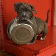 American Bully Pocket