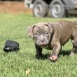 American Bully Pocket