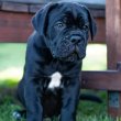 Cane corso puppy  for sale 