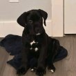 Cane corso puppy  for sale 