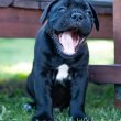 Cane corso puppy  for sale 