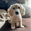 Dachshund puppies for adoption 