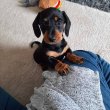 Dachshund puppies for adoption 