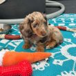 Dachshund puppies for adoption 