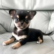 Chihuahua puppies for sale and for good homes 