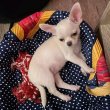 Chihuahua puppies for sale and for good homes 