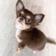 Chihuahua puppies for sale and for good homes 