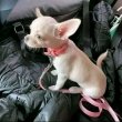 Chihuahua puppies for sale and for good homes 