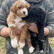 Aussiedoodle mixed puppies for sale 