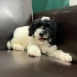 Aussiedoodle mixed puppies for sale 