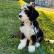 Aussiedoodle mixed puppies for sale 