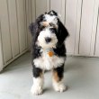 Aussiedoodle mixed puppies for sale 