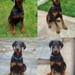 Doberman puppies