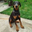 Doberman puppies