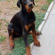 Doberman puppies