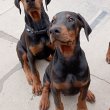 Doberman puppies