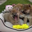 Shiba inu kislány és kisfiú kiskutya 