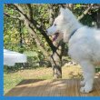 Swiss White Shepherd puppies.