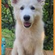 Swiss White Shepherd puppies.