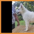 Swiss White Shepherd puppies.