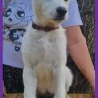 Swiss White Shepherd puppies.