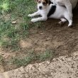 Jack Russel Terrier kölyök kutyák eladóak