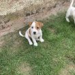 Jack Russel Terrier kölyök kutyák eladóak