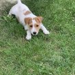 Jack Russel Terrier kölyök kutyák eladóak