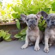 eladó francia bulldog blue fawn merle 