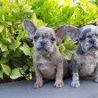 eladó francia bulldog blue fawn merle 