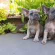 eladó francia bulldog blue fawn merle 