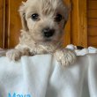 Maltipoo 