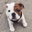 Lovely Bulldog for Adoption 