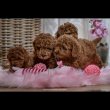 Red dwarf and toy poodles