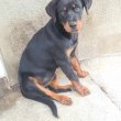 Rottweiler szuka kölyök kutya