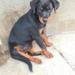 Rottweiler szuka kölyök kutya