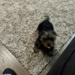 yorkshire terrier mini yorkye